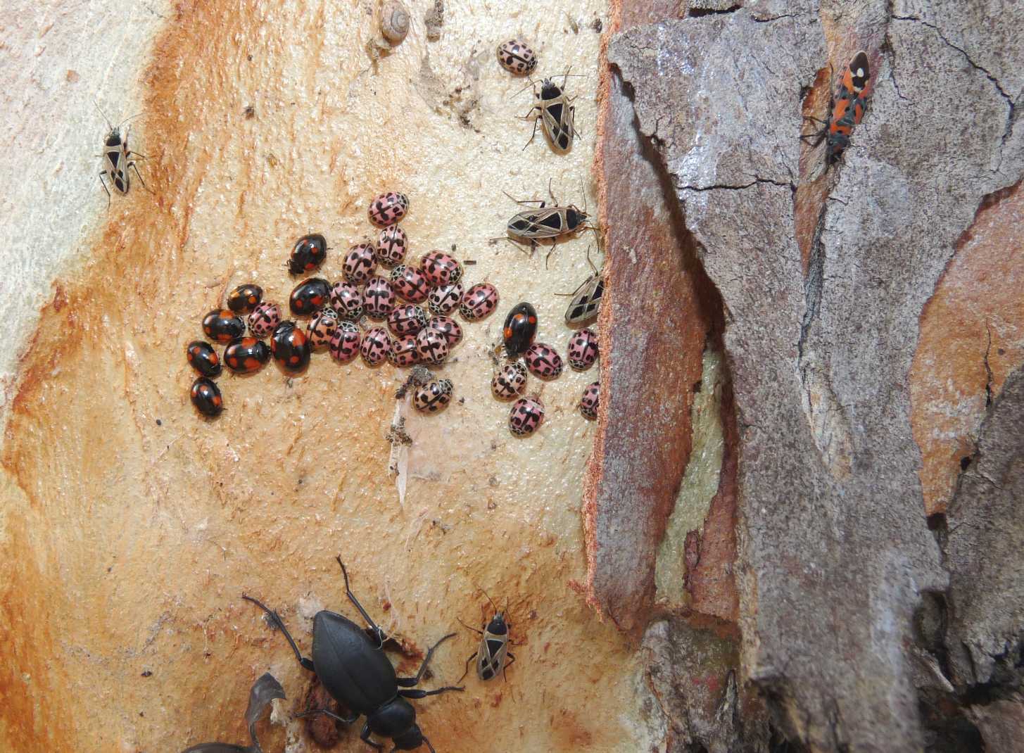 Coccinella da identificare (Crepi l''avarizia!)